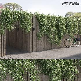 Star Jasmine (-GrowFX) 3D model